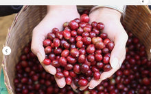 Load image into Gallery viewer, 3X Doi Chaang Thailand Coffee Chang Whole Bean Premium Classic Arabica 250 g