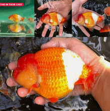 Load image into Gallery viewer, 2X HULX High Quality Goldfish Food High Protein 60% Sinking Pellets Whey Mixed