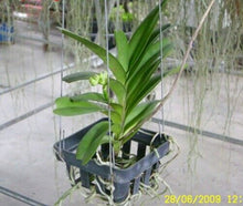 Load image into Gallery viewer, 20 x Baskets Orchid Vanda Flower Pots Bonsai Plastic Garden Outdoor 3&quot; DHL