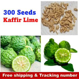 300 Seeds Kaffir Lime Ready for Plant Herb Thai Garden Shrub Yard Herbal Dried