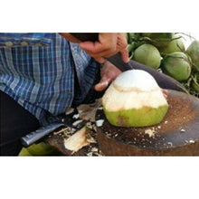 Load image into Gallery viewer, Knife Open Coconut Tool Meat Romover Buffalo Horn Handle Opener Gadget Remove