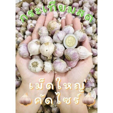 Load image into Gallery viewer, Big Elephant Garlic Bulb Single Cooking Food Thai Herbal Plant Premium Grade 1KG