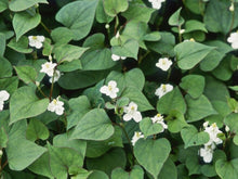 Load image into Gallery viewer, Thai Herbal Freeze Dried Plu Kow Powder 100% Natural 1000g