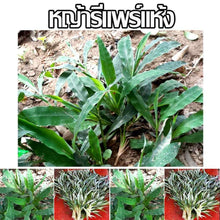 Load image into Gallery viewer, 500g Hee Yum Repair Grass Tighten up Fit Vagina Organic Thai Herb Sauna Natural