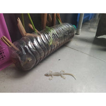 Load image into Gallery viewer, 12x Fake Realistic Rubber Lizard Reptile Animal Toy Free ship with Track