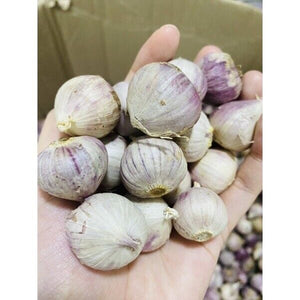 Big Elephant Garlic Bulb Single Cooking Food Thai Herbal Plant Premium Grade 1KG