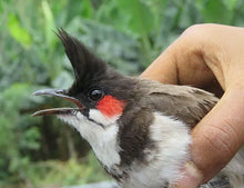 Load image into Gallery viewer, Smart Heart Red Whiskered Bulbul Food Racing Bird Singing Diligent Energy (3Pcs)