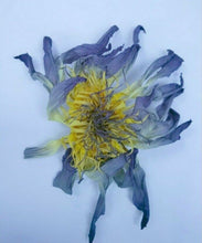 Load image into Gallery viewer, 500 g. Blue Lotus Flower Dried Organic Sacred Nymphaea Caerulea Tea Relaxing DHL