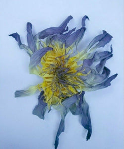 500 g. Blue Lotus Flower Dried Organic Sacred Nymphaea Caerulea Tea Relaxing DHL