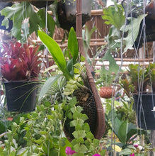 Load image into Gallery viewer, Woven Basket Planter Home Decor Orchid Flower Hanging Plant Pot Bamboo Garden