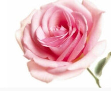 Load image into Gallery viewer, Incense Scent Rose Thai Natural Ingredient Fragrance BIG PACK Long 32cm 760g