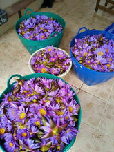 Load image into Gallery viewer, 250 g Blue Lotus Dried Flower Tea Sacred Nymphaea Caerulea Healthy Relax