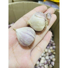 Load image into Gallery viewer, Big Elephant Garlic Bulb Single Cooking Food Thai Herbal Plant Premium Grade 1KG