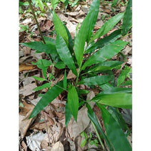 Load image into Gallery viewer, 500g Hee Yum Repair Grass Tighten up Fit Vagina Organic Thai Herb Sauna Natural