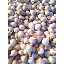 Load image into Gallery viewer, Big Elephant Garlic Bulb Single Cooking Food Thai Herbal Plant Premium Grade 1KG