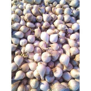 Big Elephant Garlic Bulb Single Cooking Food Thai Herbal Plant Premium Grade 1KG