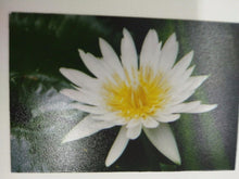 Load image into Gallery viewer, LOTUS WHITE pic Design Vintage Poster Magnet Fridge Collectibles Home
