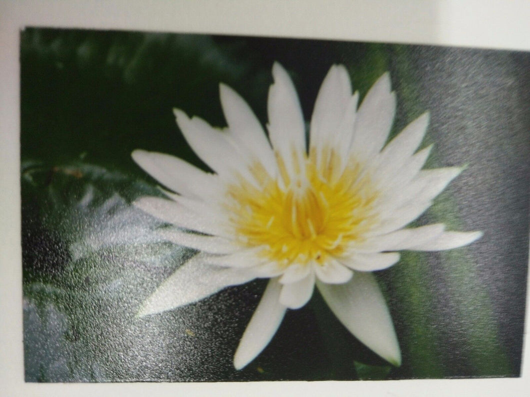 LOTUS WHITE pic Design Vintage Poster Magnet Fridge Collectibles Home