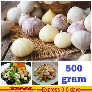 500g Single Bulb Elephant Solo Garlic Thai Herbs For Cooking Plant Cultivate