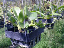 Load image into Gallery viewer, 20 x Baskets Orchid Vanda Flower Pots Bonsai Plastic Garden Outdoor 3&quot; DHL