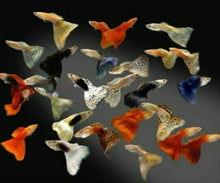 Load image into Gallery viewer, CR 5 6 8 Vitamin White Crane Fish Food Powder Enhancer Color Breed Yellow 10g