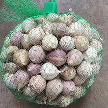 Load image into Gallery viewer, Big Elephant Garlic Bulb Single Cooking Food Thai Herbal Plant Premium Grade 1KG