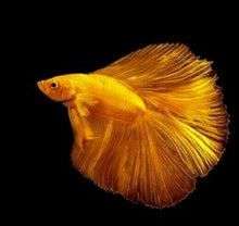 Load image into Gallery viewer, CR 5 6 8 Vitamin White Crane Fish Food Powder Enhancer Color Breed Yellow 10g