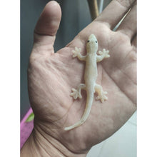 Load image into Gallery viewer, 12x Fake Realistic Rubber Lizard Reptile Animal Toy Free ship with Track