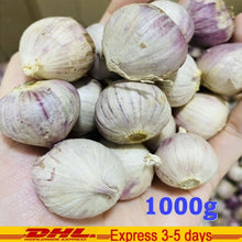 Load image into Gallery viewer, Big Elephant Garlic Bulb Single Cooking Food Thai Herbal Plant Premium Grade 1KG