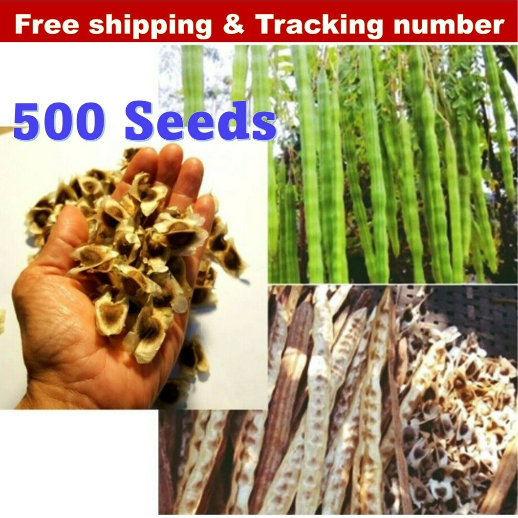 500 Seeds Dried Moringa Oleifera Seeds Organic Herbal Natural Health Skin Hair