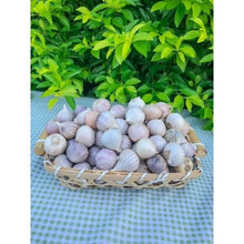 Load image into Gallery viewer, Big Elephant Garlic Bulb Single Cooking Food Thai Herbal Plant Premium Grade 1KG