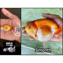 Load image into Gallery viewer, HULX SUPREME Goldfish Food Sinking Pellets Whey Mixed High Quality Protein 60%