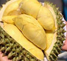 Load image into Gallery viewer, 3x Fried Durian Chips Monthong Original Natural Flavor Small Pieces Thai 500g