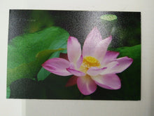 Load image into Gallery viewer, LOTUS WHITE PINK pic Design Vintage Poster Magnet Fridge Collectibles Home