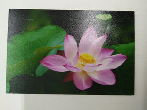 LOTUS WHITE PINK pic Design Vintage Poster Magnet Fridge Collectibles Home