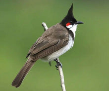 Load image into Gallery viewer, Smart Heart Red Whiskered Bulbul Food Racing Bird Singing Diligent Energy (3Pcs)