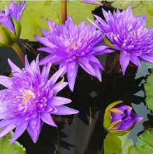 Load image into Gallery viewer, 500 g. Blue Lotus Flower Dried Organic Sacred Nymphaea Caerulea Tea Relaxing DHL