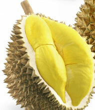 Load image into Gallery viewer, 10x Durian Powder Baking Dried Freeze Cake Drink Bingsu Desserts 50g