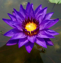 Load image into Gallery viewer, 500 g. Blue Lotus Flower Dried Organic Sacred Nymphaea Caerulea Tea Relaxing DHL