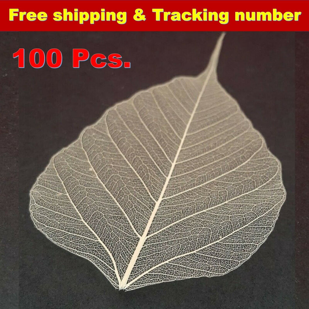 Skeleton Natural Leaves Rubber Ficus Religiosa Craft Scrapbook Card Wedding Thai