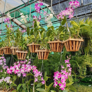 20 x Hanger orchid wire plants hanging ornamental garden tree flower 4 leg DHL