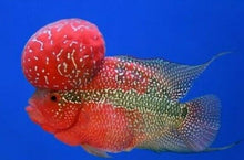 Load image into Gallery viewer, CR 5 6 8 Vitamin White Crane Fish Food Powder Enhancer Color Breed Yellow 10g